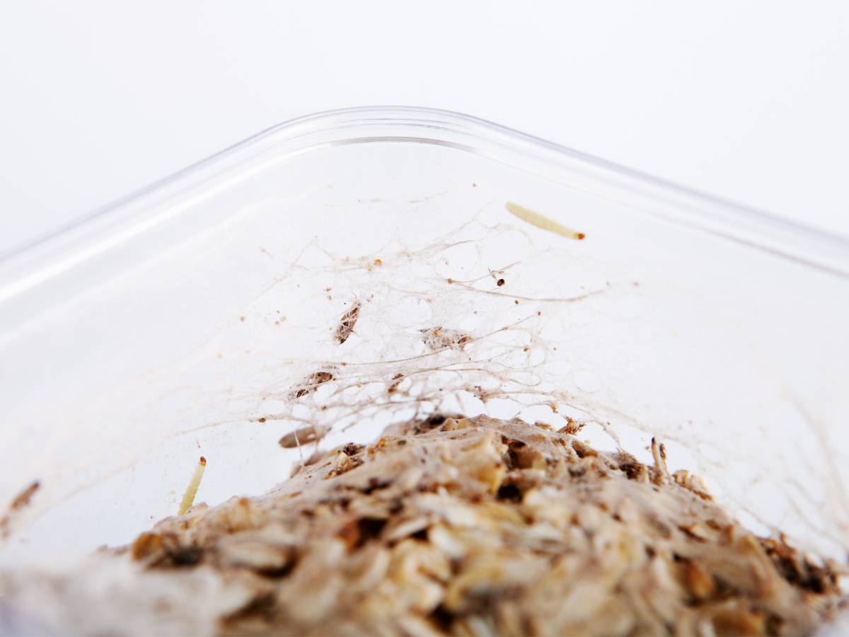 Mole spożywcze. Obrazek w artykule Jak pozbyć się moli spożywczych? Skuteczne metody walki