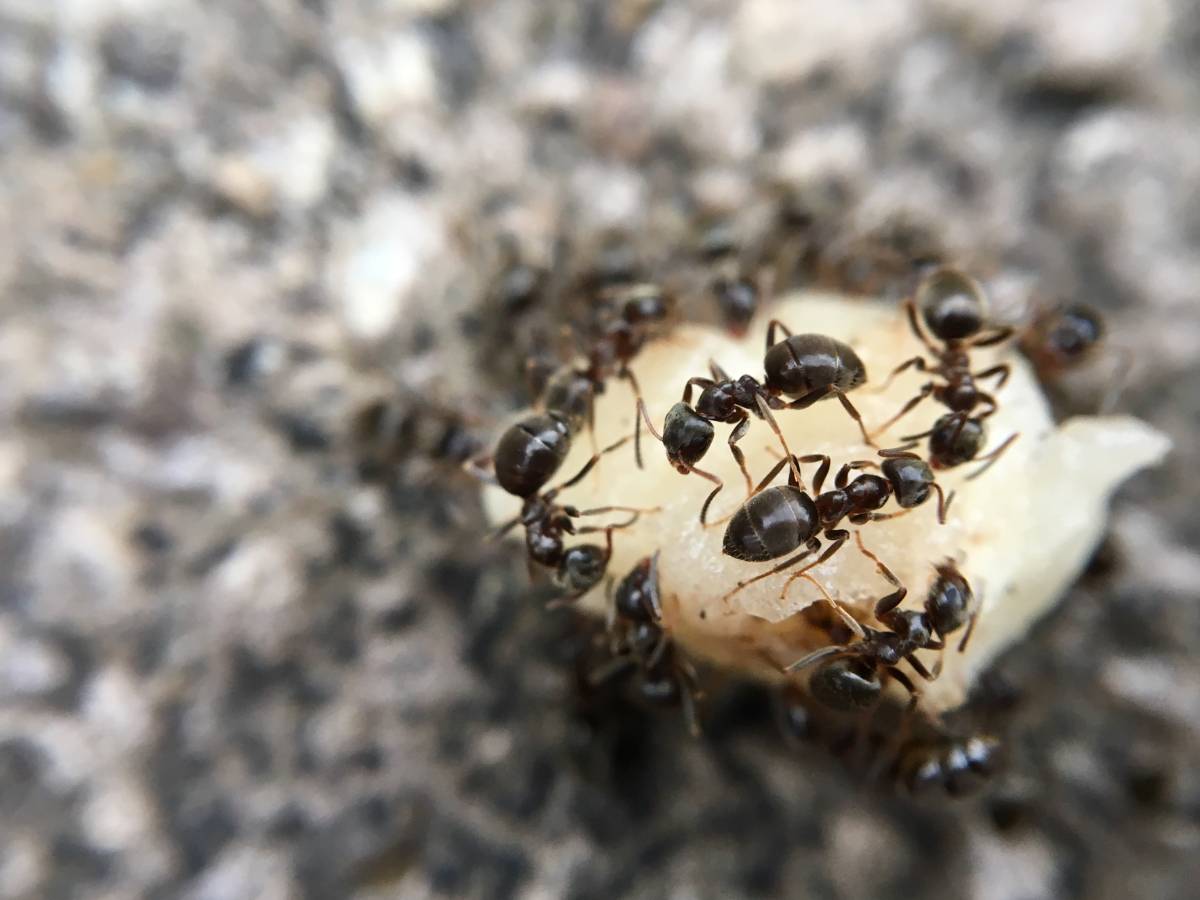 Mrówki z łupem. Obrazek w artykule Jak wytępić mrówki w ogrodzie warzywnym? Sprawdzone metody bez szkody dla roślin