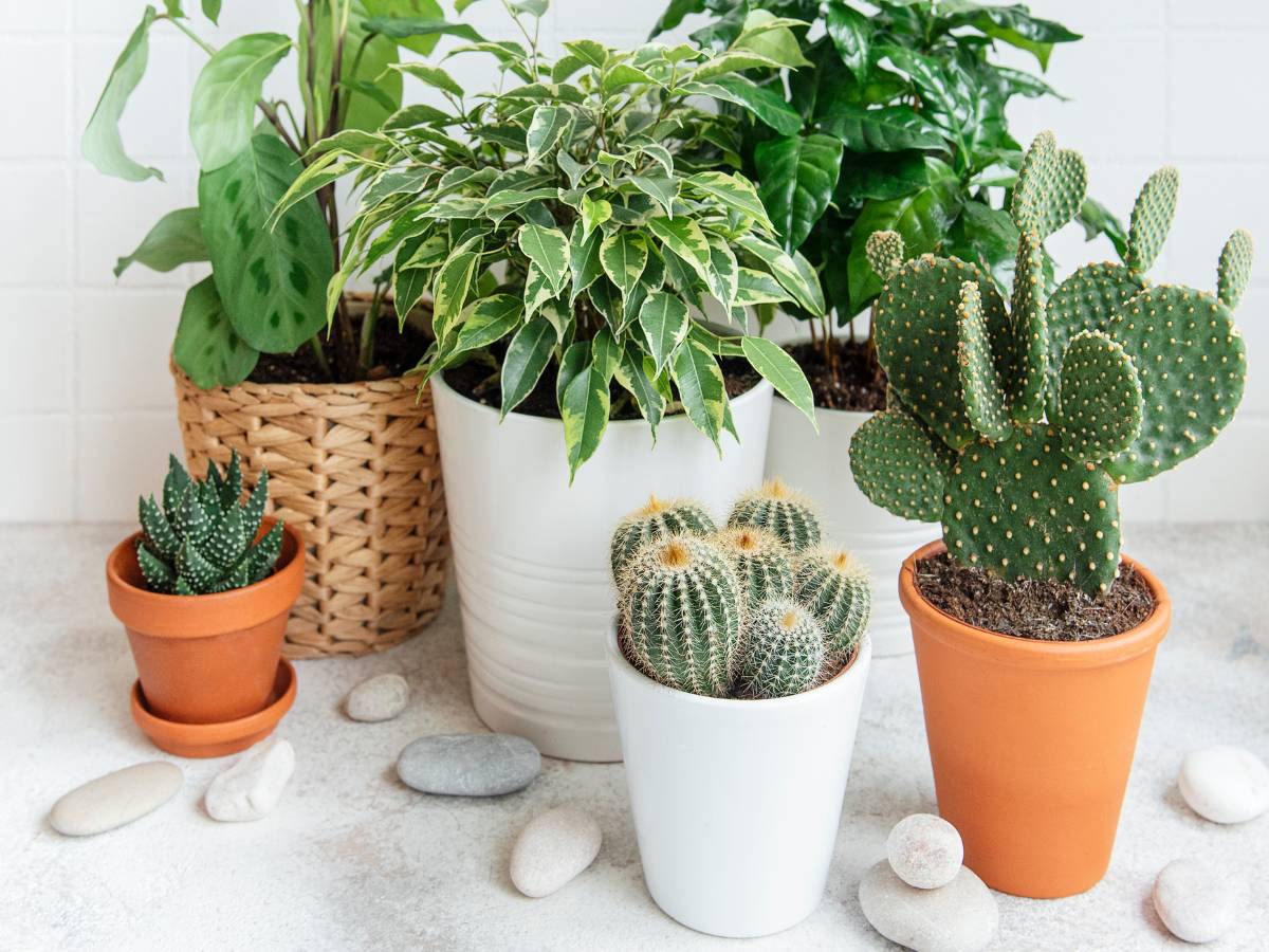 Doniczki z kwiatami. Obrazek w artykule Jaka roślina wytwarza najwięcej tlenu? Poznaj liderów fotosyntezy