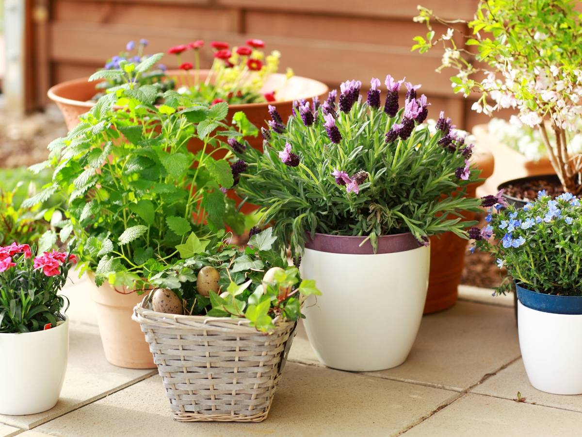 Kwiaty w donicach. Obrazek w artykule Kwiaty oczyszczające powietrze: Twoi zieloni sprzymierzeńcy w domu