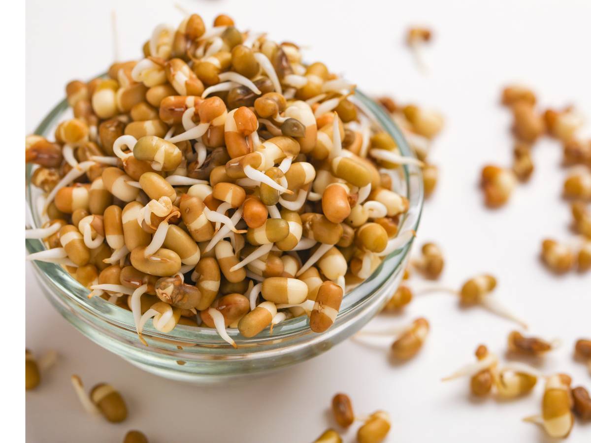 Miska z molami. Obrazek w artykule Jak wytępić mole? Skuteczne metody zwalczania moli