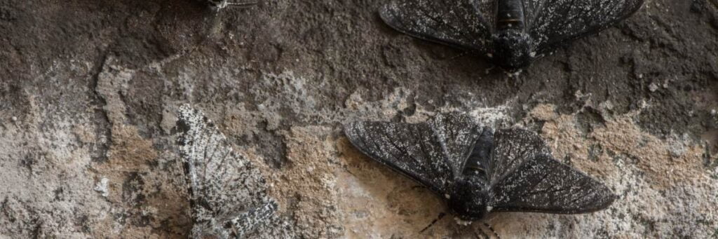 Motyl mola. Obrazek w artykule Jak pozbyć się moli spożywczych? Skuteczne metody walki