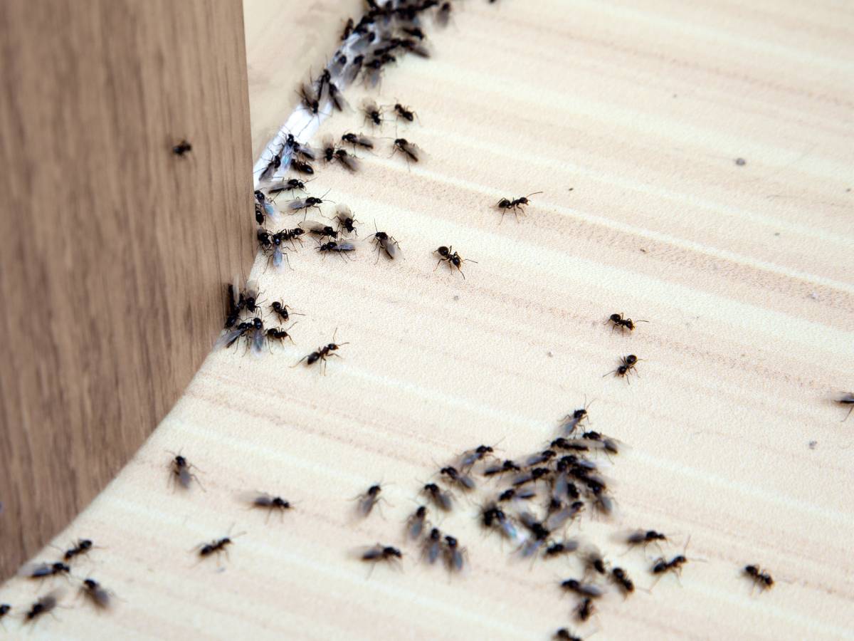 Mrówki. Obrazek w artykule Jak pozbyć się mrówek? Proste, skuteczne sposoby
