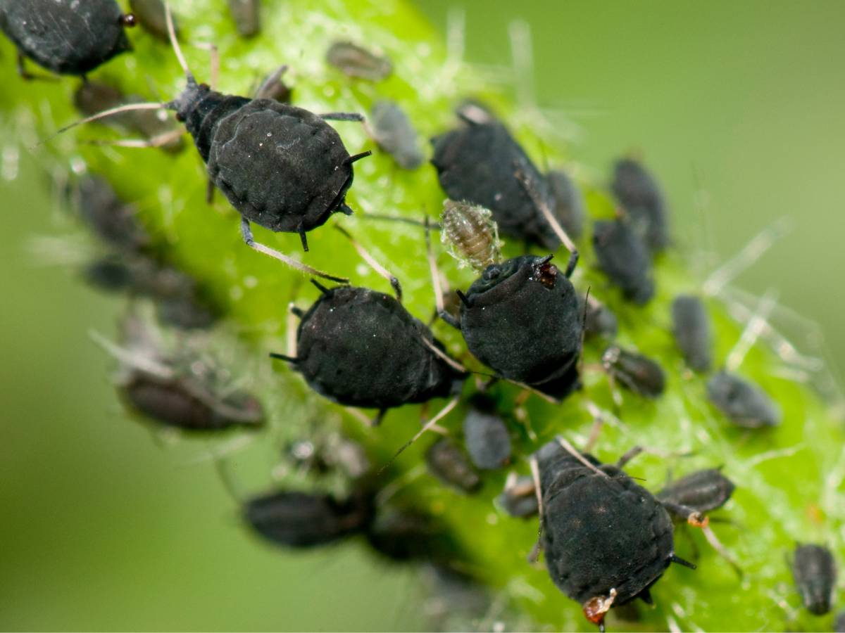 Kolonia mszyc. Obrazek w artykule Jak pozbyć się mszyc? - sprawdzone metody walki z mszycami
