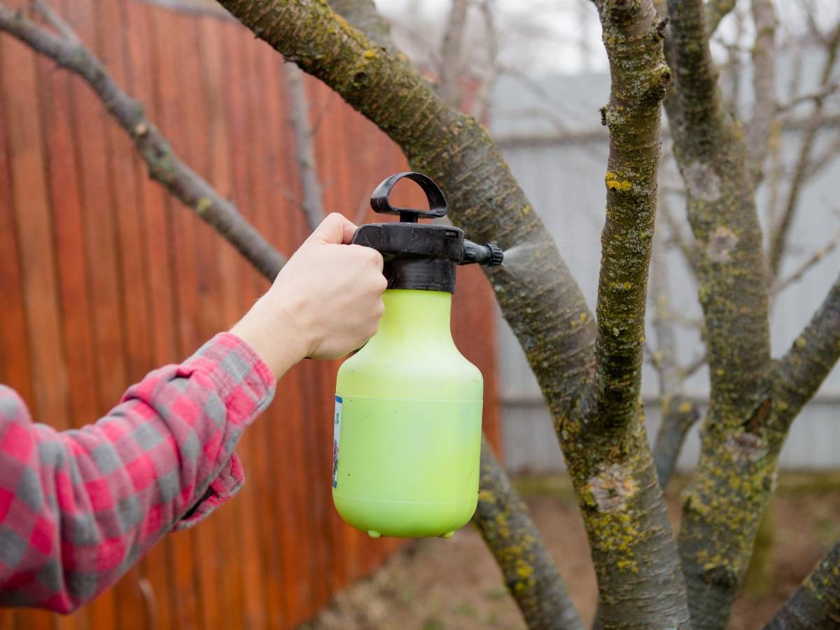 Spryskiwanie roślin domowych. Obrazek w artykule Domowe sposoby na mszyce. Jak pozbyć się mszyc domowymi sposobami?