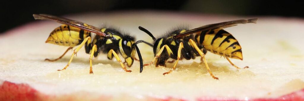 Dwie osy na stole. Obrazek w artykule Jak odstraszyć osy domowym sposobem? Poznaj domowe sposoby odstraszania os