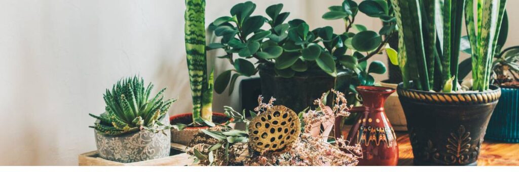 Kolekcja roślin. Obrazek w artykule Jaka roślina wytwarza najwięcej tlenu? Poznaj liderów fotosyntezy