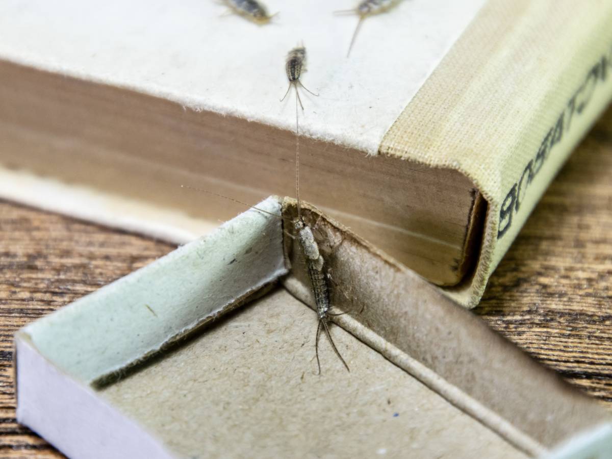 Rybik w łazience. Obrazek w artykule Jak pozbyć się rybików? Skuteczne metody walki z owadami